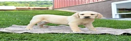Labrador Retriever dogs for sale: Gus - Ad 5