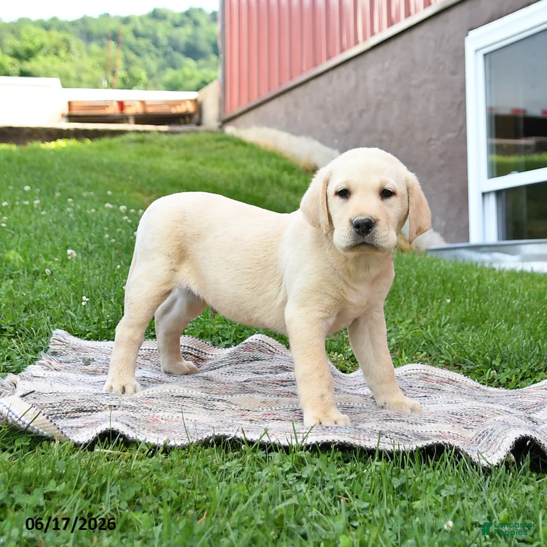 Labrador Retriever dogs for sale: Gus - Ad 5