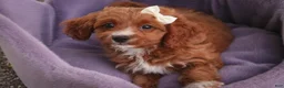 Cavapoo dogs for sale: Avery Cavapoo  - Ad 8