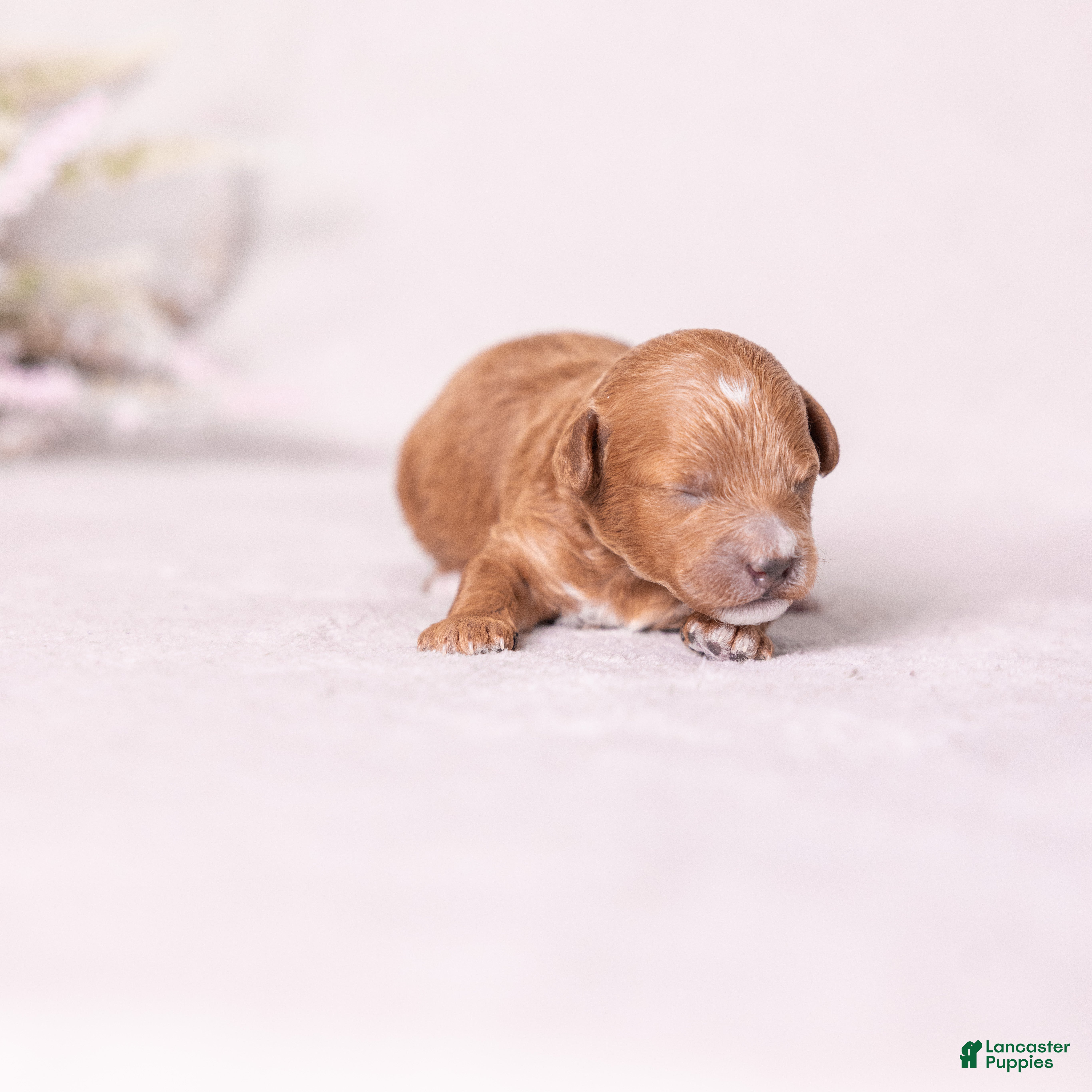 Miniature Poodle dogs Glee - Ad 2