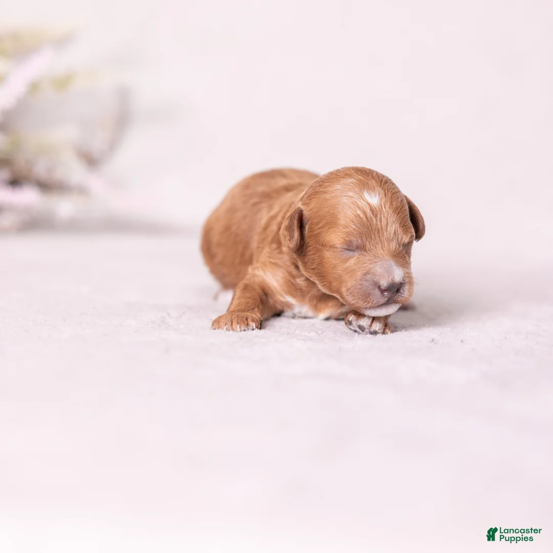Miniature Poodle dogs for sale: Glee - Ad 2