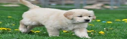 Golden Retriever dogs for sale: Cassandra - Ad 12