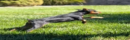 Miniature Pinscher dogs for sale: Flash - Ad 3