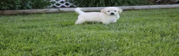 Golden Retriever dogs for sale: Yeti - Ad 2