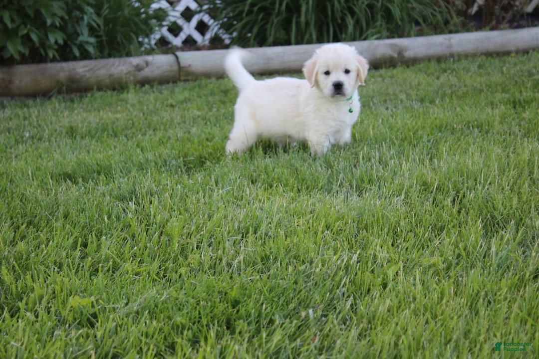 Golden Retriever dogs for sale: Yeti - Ad 2