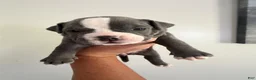 American Bully dogs for sale: American Bully 1 - Ad 13
