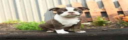 Boston Terrier dogs for sale: Vienese - Ad 5