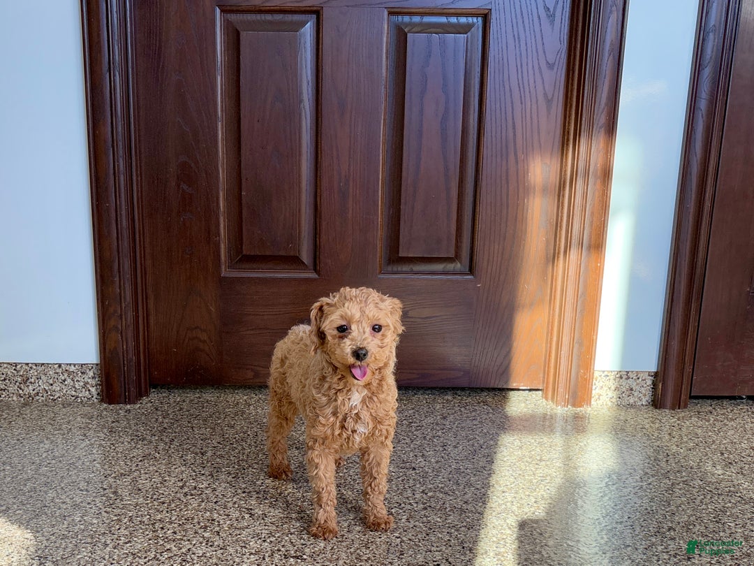 Maltipoo dogs for sale: Sherry - Ad 9