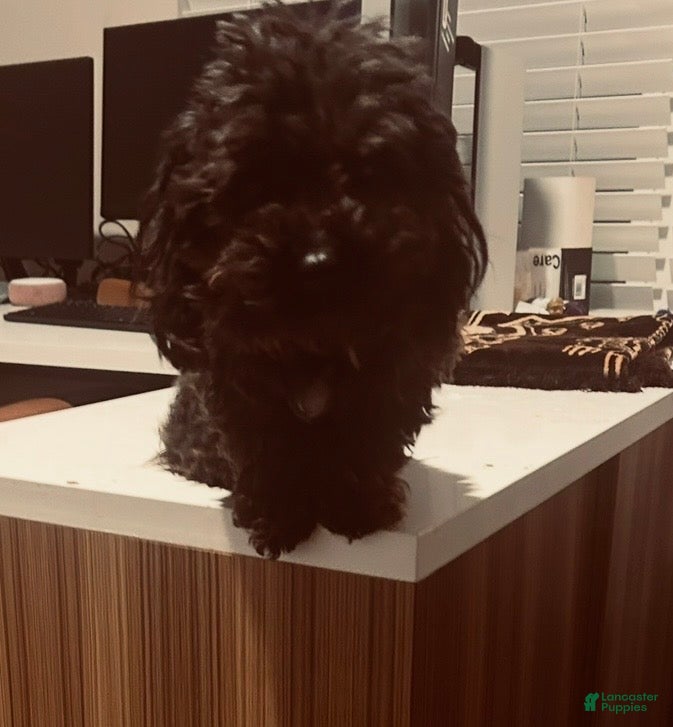 Toy Poodle dogs Toy Poodle Puppy 1 - Ad 2