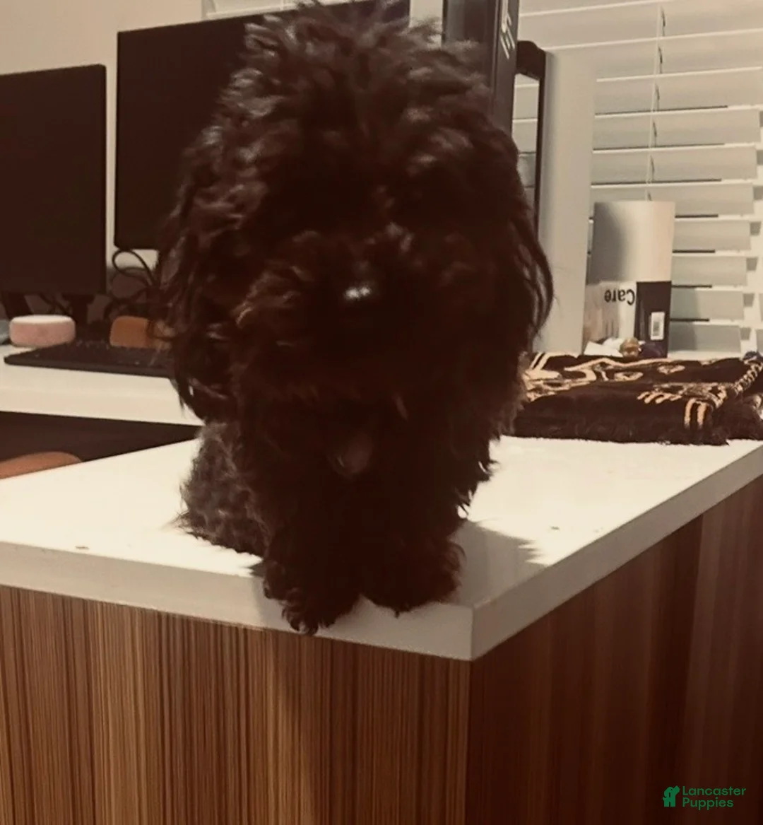 Toy Poodle dogs for sale: Toy Poodle Puppy 1 - Ad 2