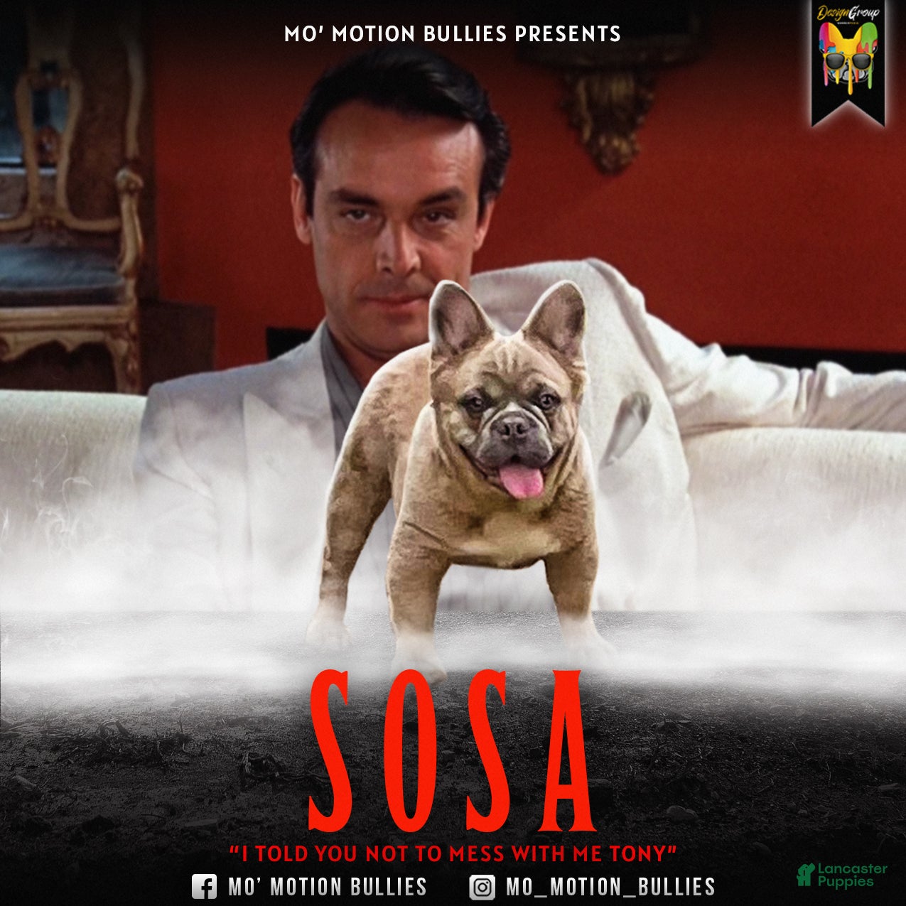 French Bulldog dogs Elite Fluffy French Bulldog Stud – SOSA (AKC) - Ad 8