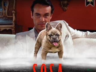 French Bulldog dogs Elite Fluffy French Bulldog Stud – SOSA (AKC) - Ad 12