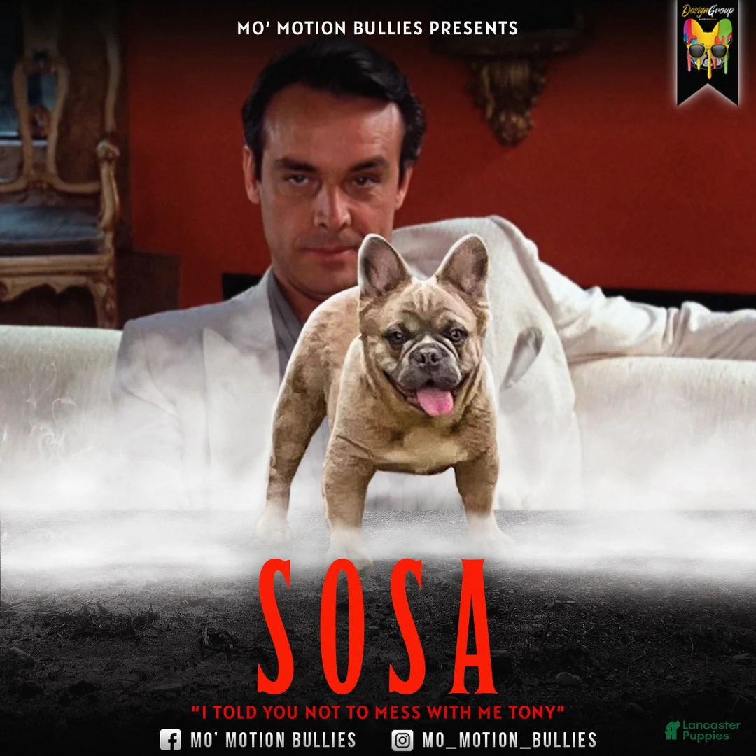 French Bulldog dogs for stud: Elite Fluffy French Bulldog Stud – SOSA (AKC) - Ad 1