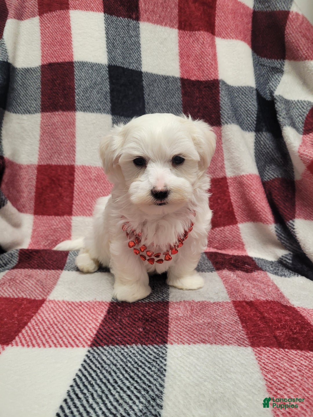 Maltese dogs for sale: Koby - Ad 4
