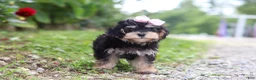 Maltipoo dogs for sale: Aleah - Ad 4