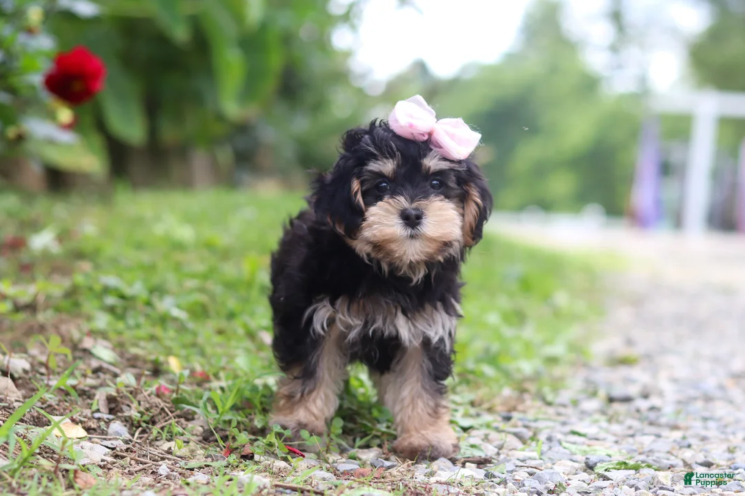 Maltipoo dogs for sale: Aleah - Ad 4
