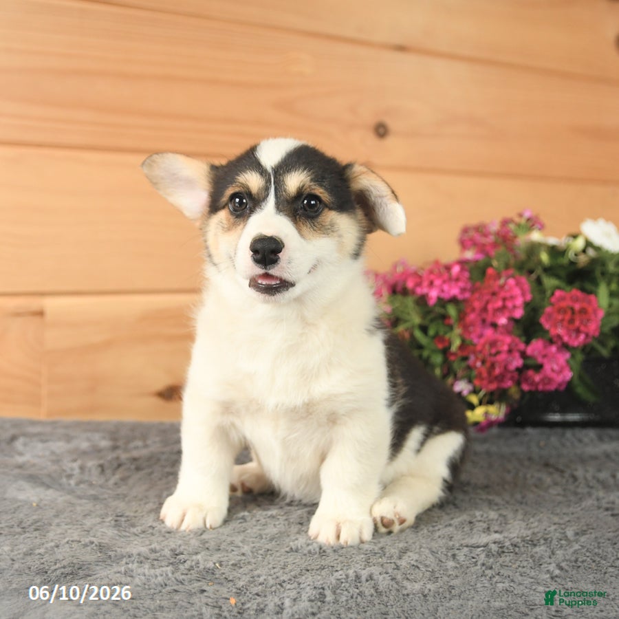 Welsh Corgi Pembroke dogs Pearl - Ad 1