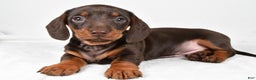 Miniature Dachshund dogs for sale: Frankie - Ad 4