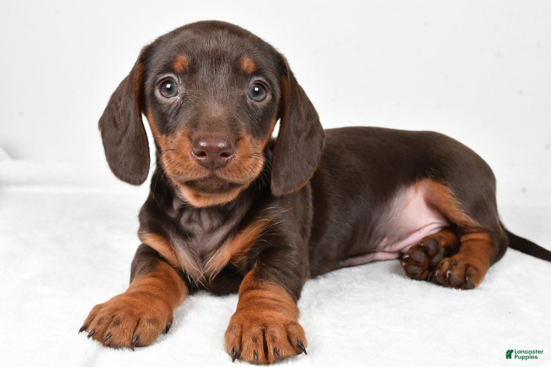 Miniature Dachshund dogs for sale: Frankie - Ad 4