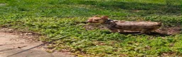 French Bulldog dogs for sale: French Bulldog  - Ad 9