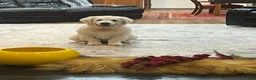 Golden Retriever dogs for sale: Molly - Ad 1