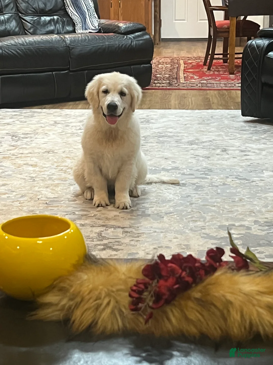 Golden Retriever dogs for sale: Molly - Ad 1
