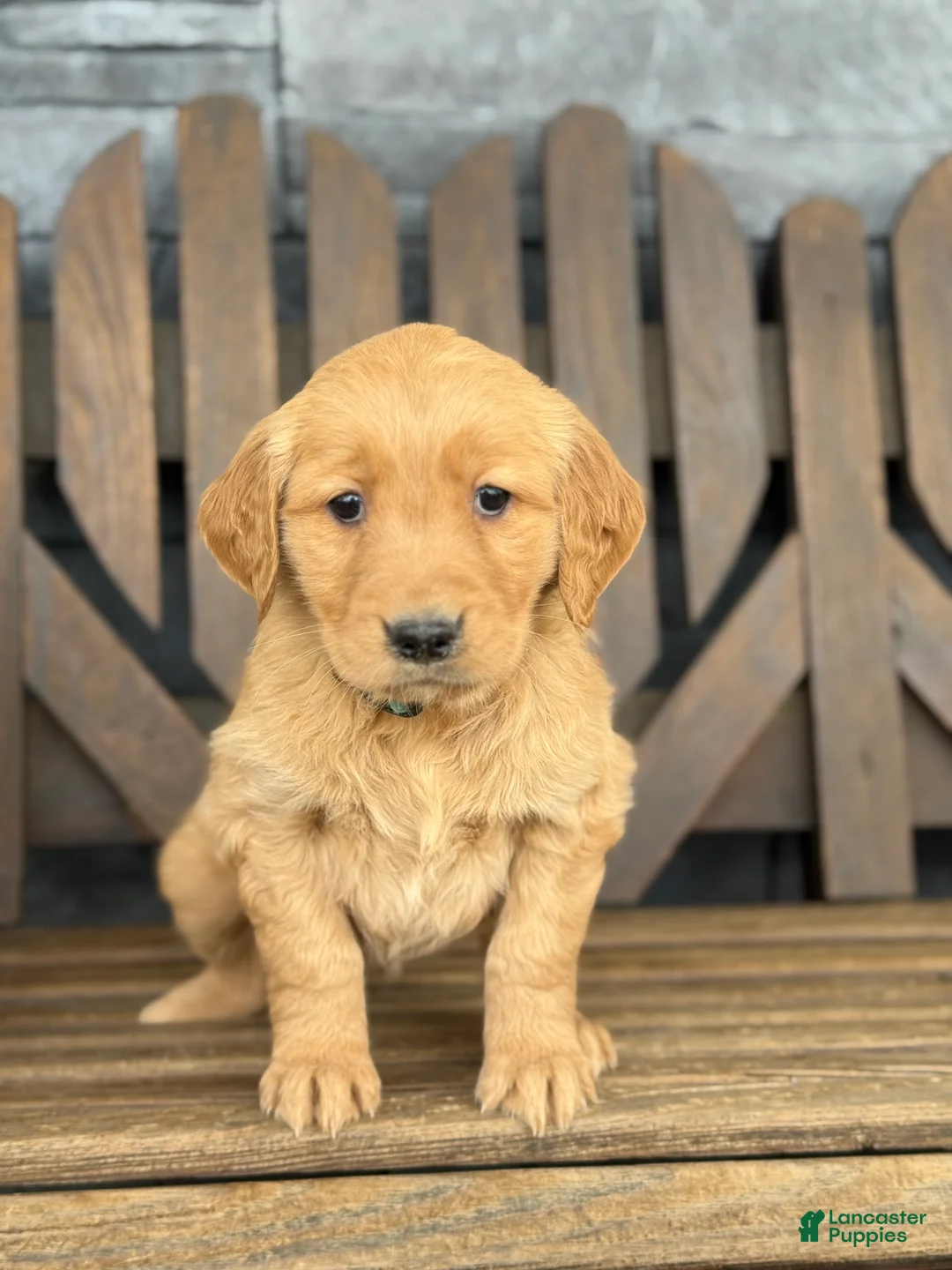 Golden Retriever dogs for sale: Daisy - Ad 2