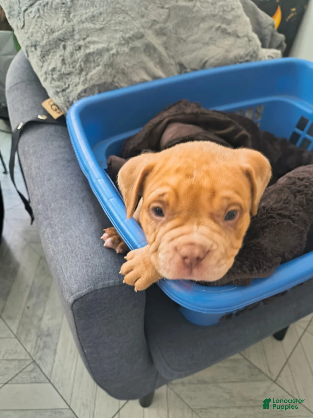 American Bully dogs for sale: American Bully 1 - Ad 1