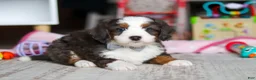 Mini Bernedoodle dogs for sale: Tracker - Ad 2