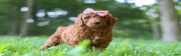 Standard Poodle dogs for sale: Autumn - Ad 5