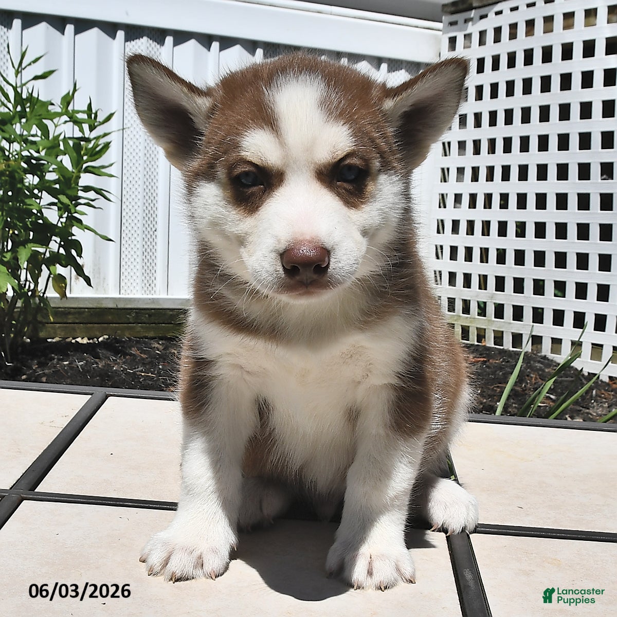 Siberian Husky dogs for sale: Cody - Ad 3