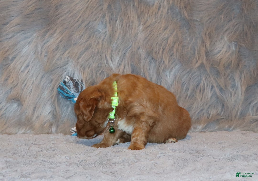 Mini Goldendoodle dogs for sale: Wyatt 💙👨‍👨‍👧‍👦💞🐕 - Ad 4