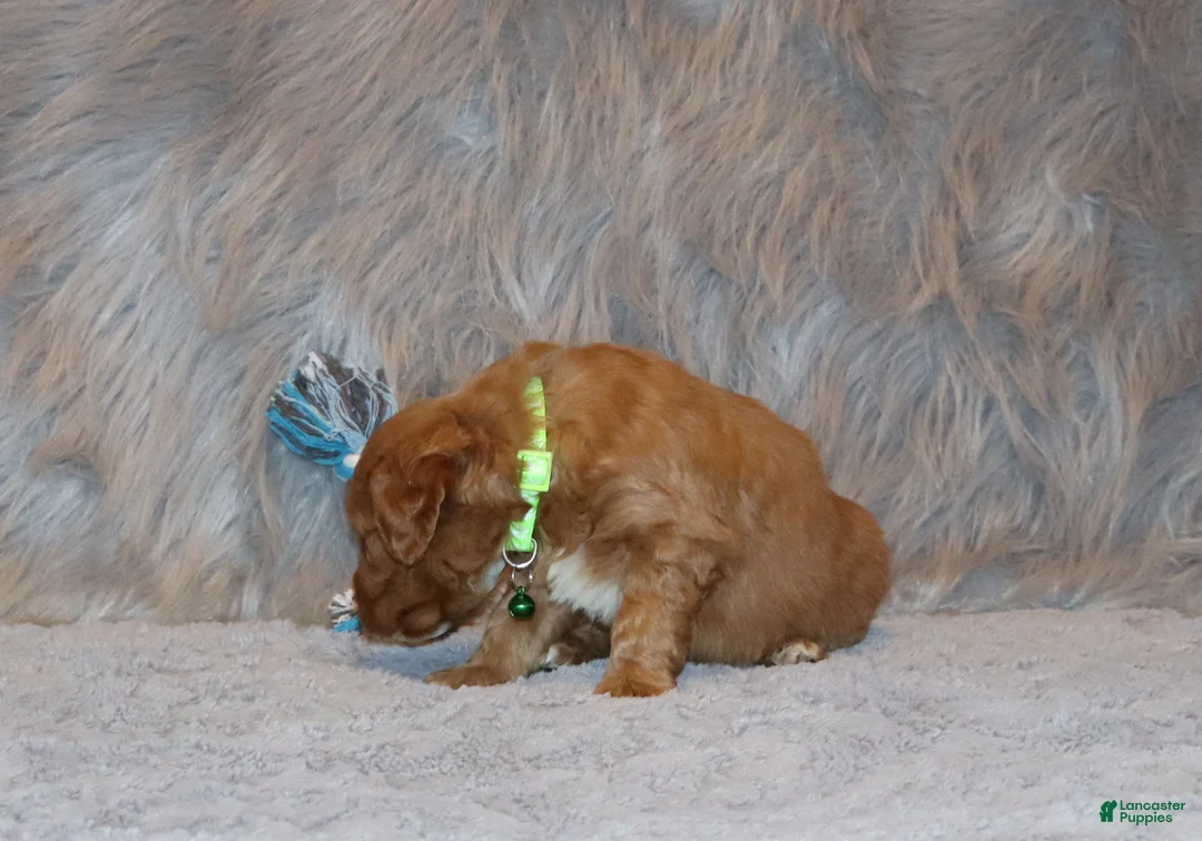 Mini Goldendoodle dogs for sale: Wyatt 💙 Genetic Clear Parents - Ad 8