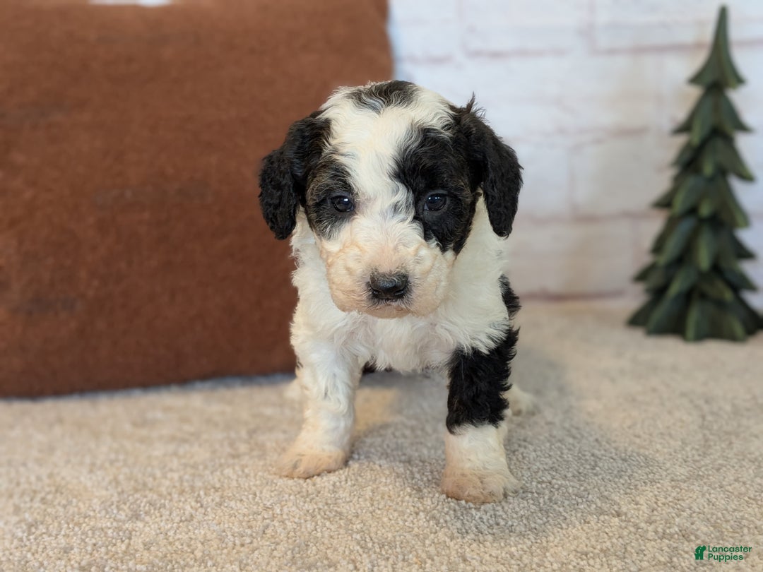 Mixed Breed dogs for sale: Pluto  - Ad 4