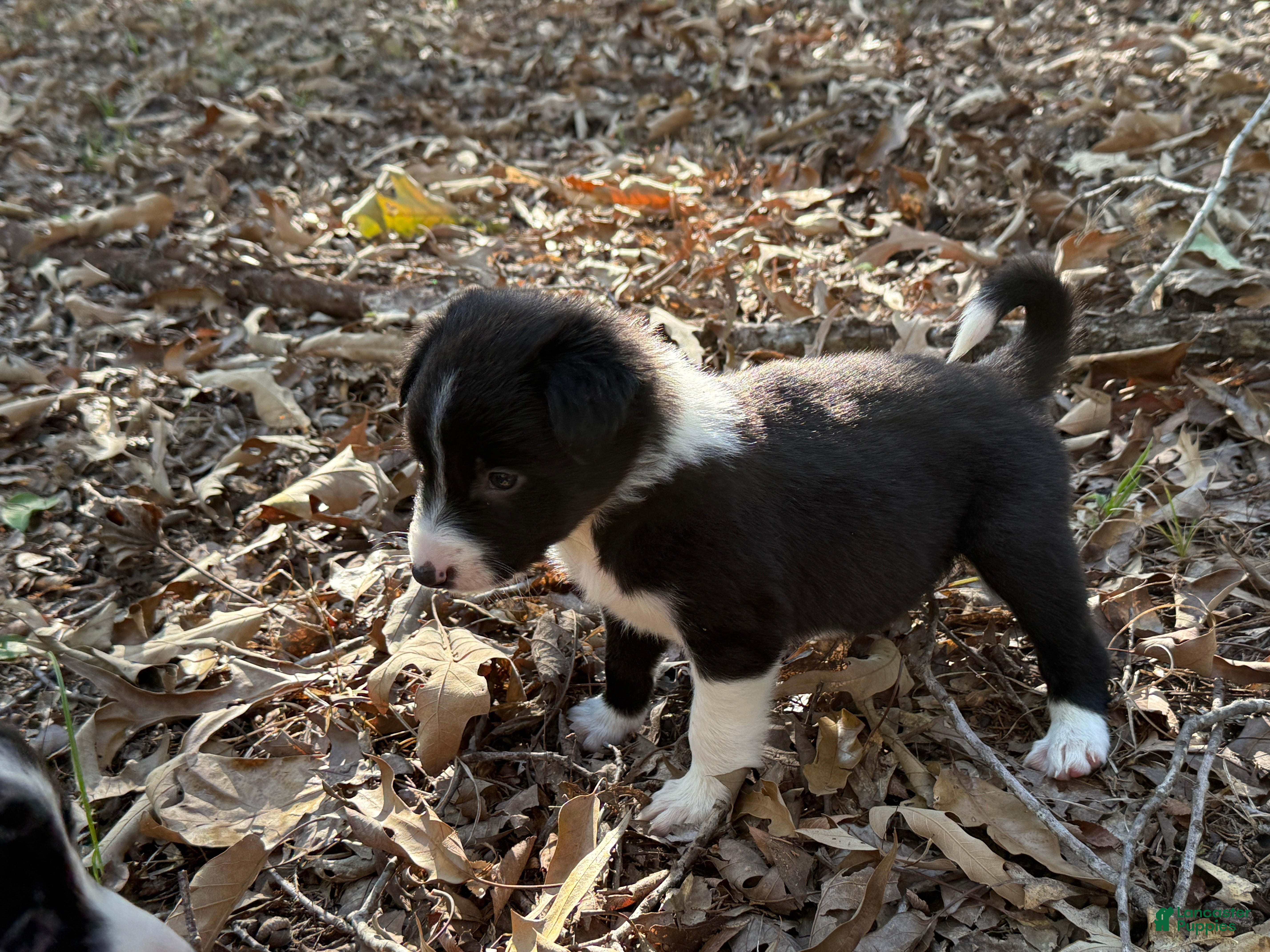 Border Collie dogs for sale: Catkin - Ad 1
