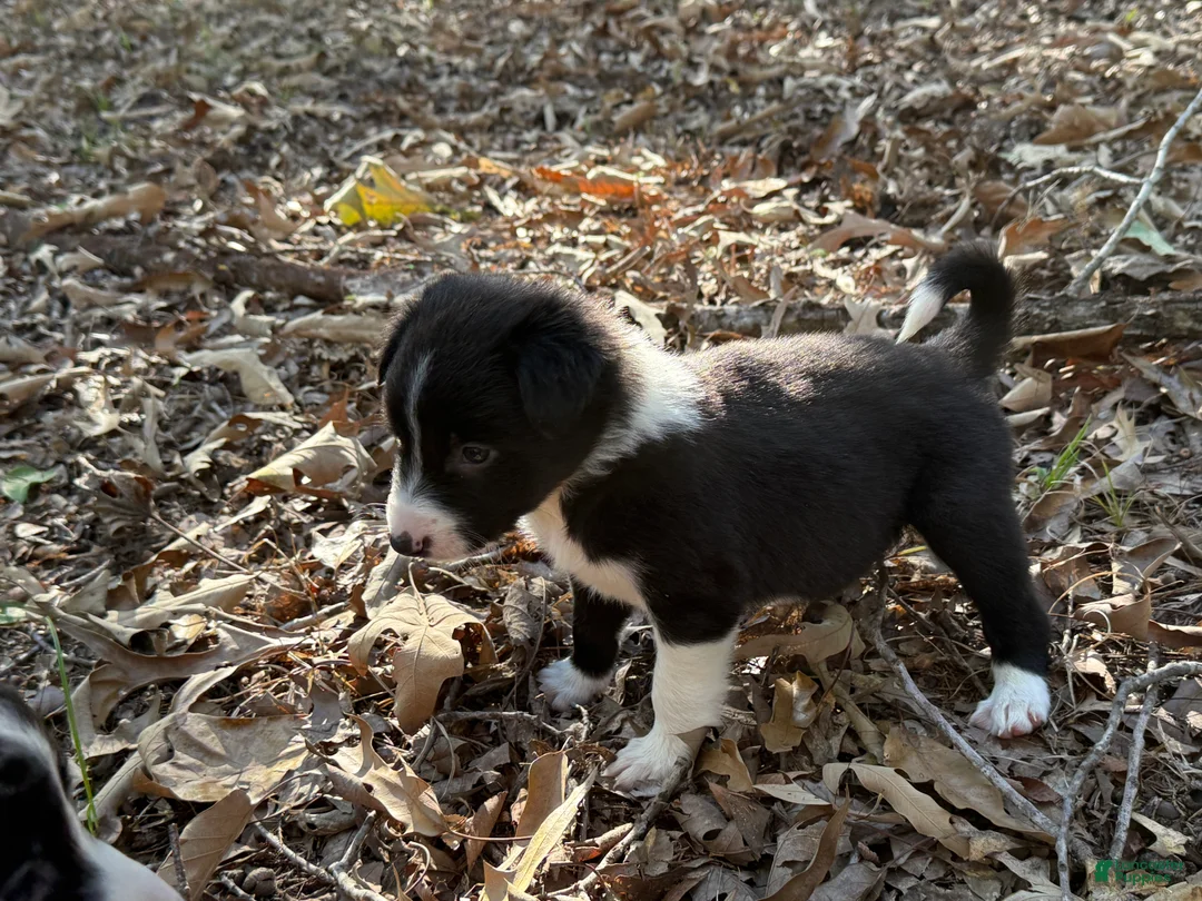 Border Collie dogs for sale: Catkin - Ad 1