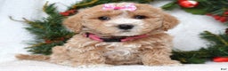Maltipoo dogs for sale: Lyla - Ad 6