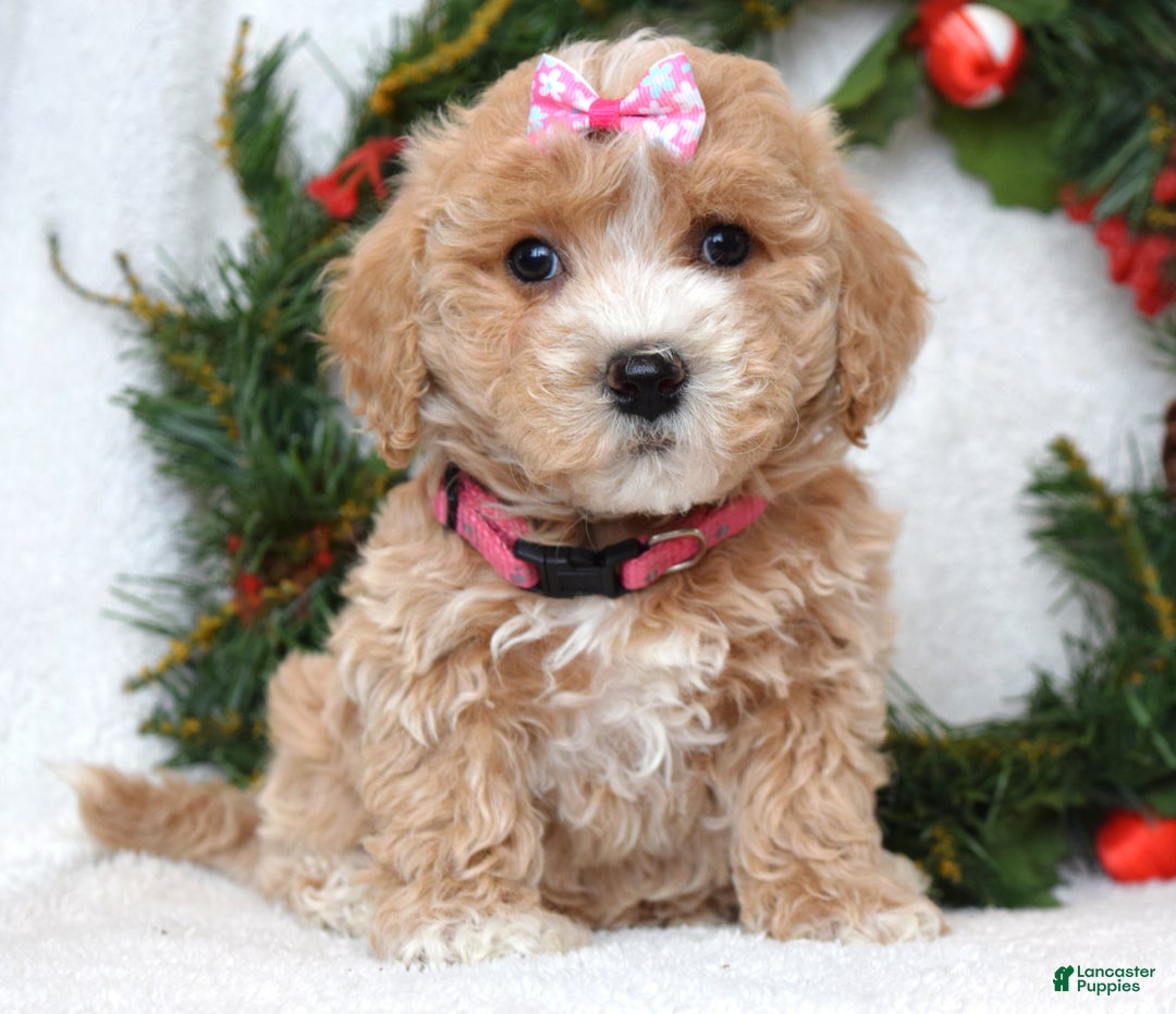 Maltipoo dogs for sale: Lyla - Ad 6