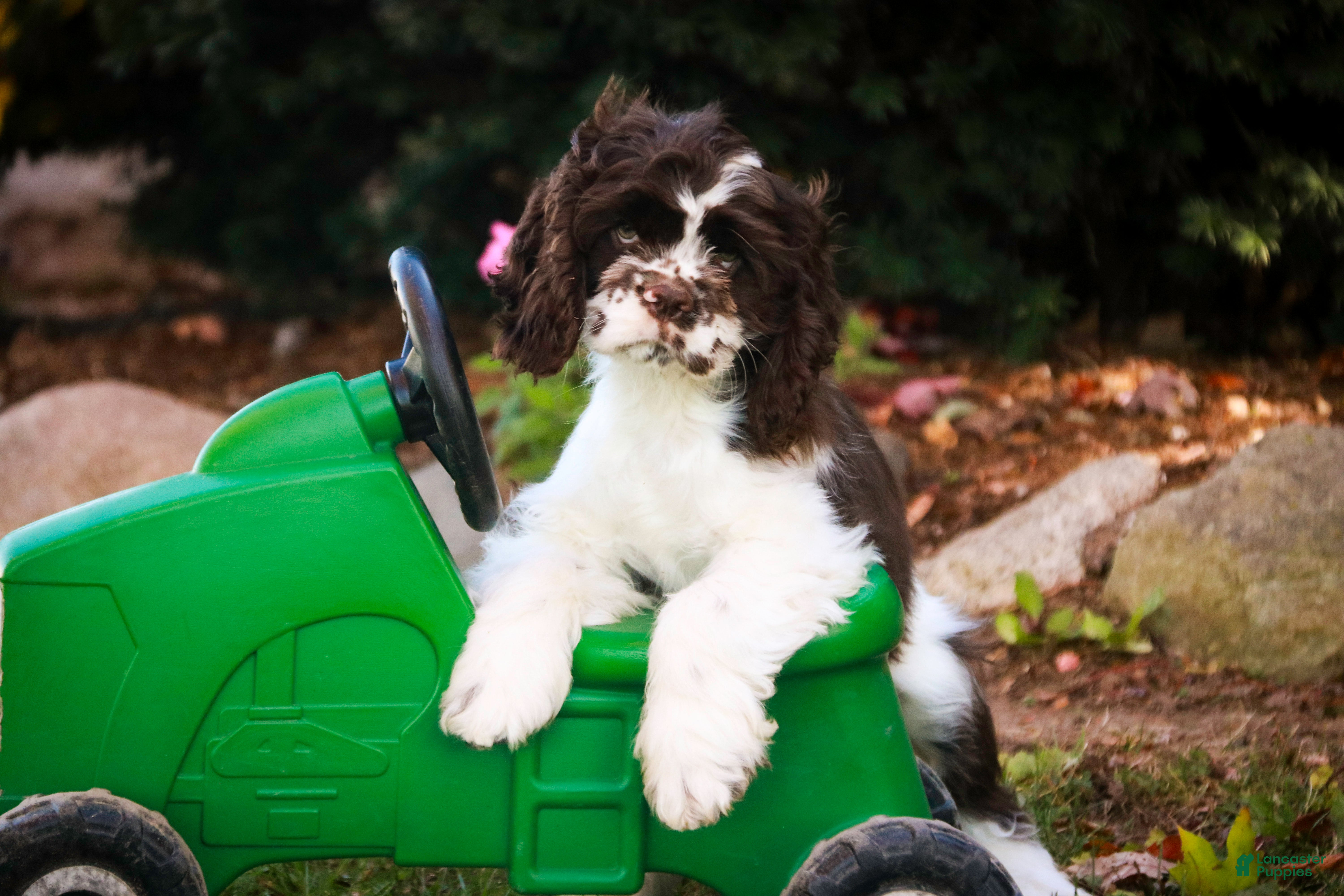 Cocker Spaniel dogs Pippin - Ad 17