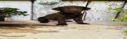 Labrador Retriever dogs for sale: Penny - Ad 6