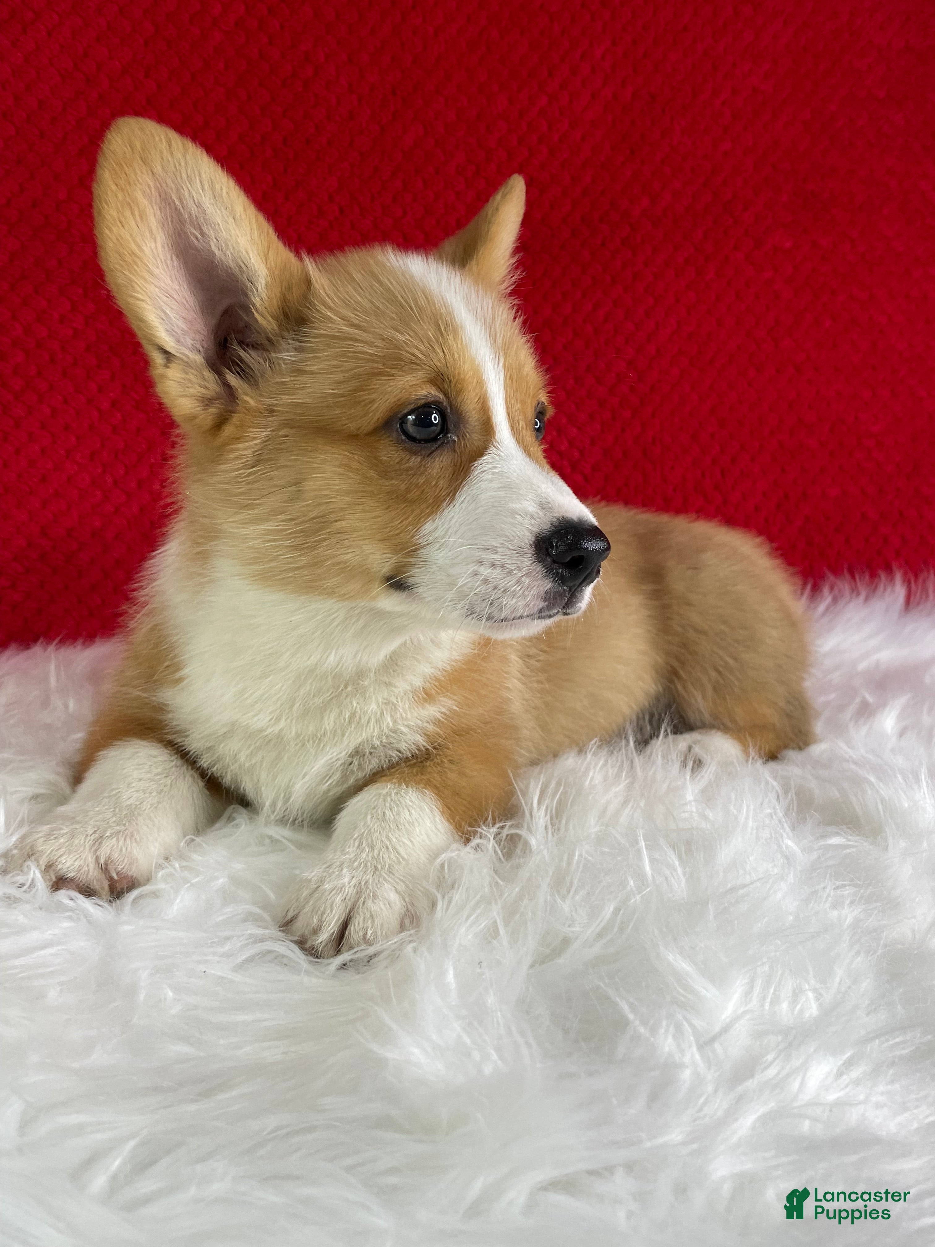 Welsh Corgi Pembroke dogs Thor - Ad 2