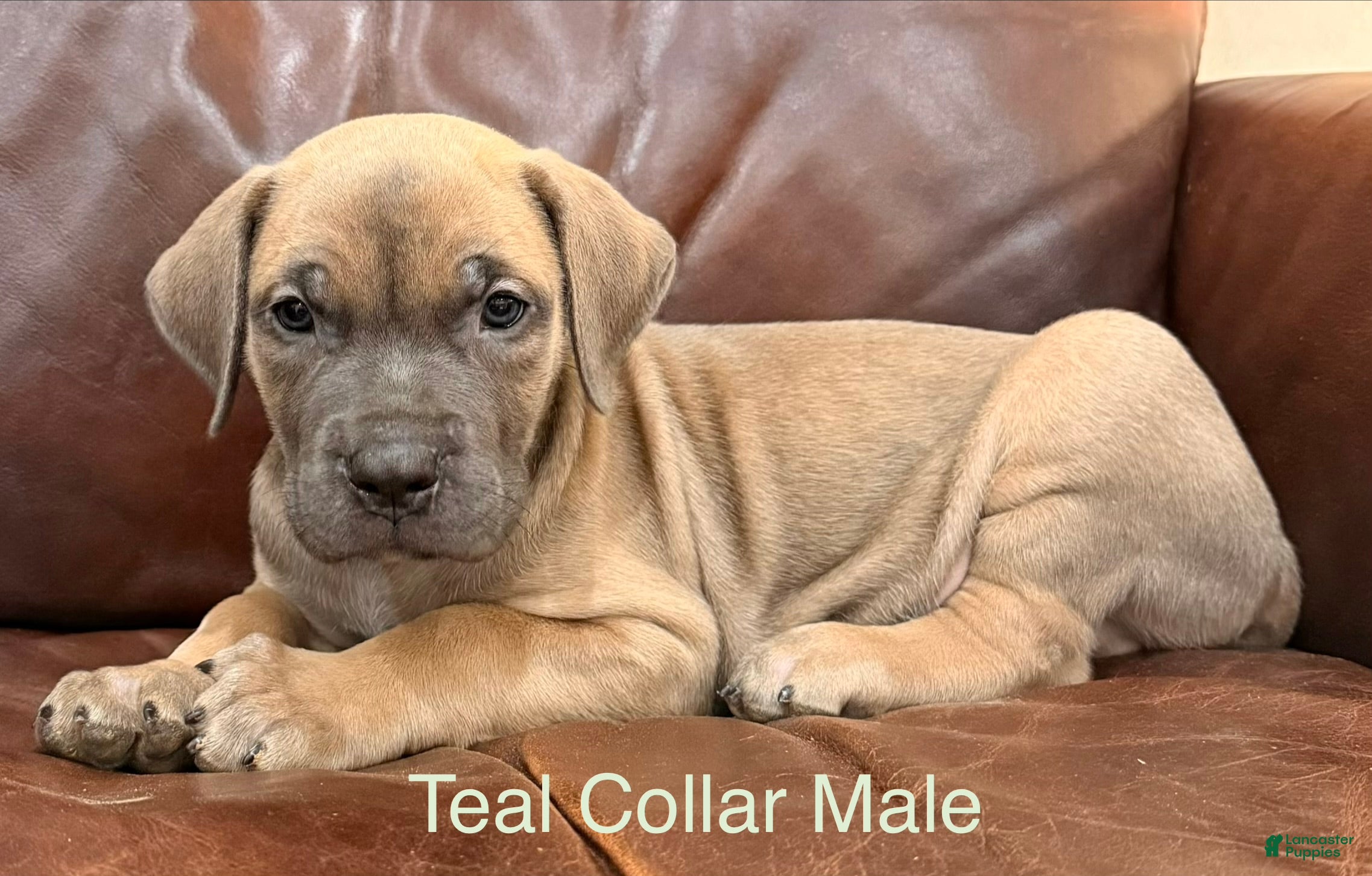 Cane Corso dogs Cane Corso Puppy  M Teal Collar  - Ad 1
