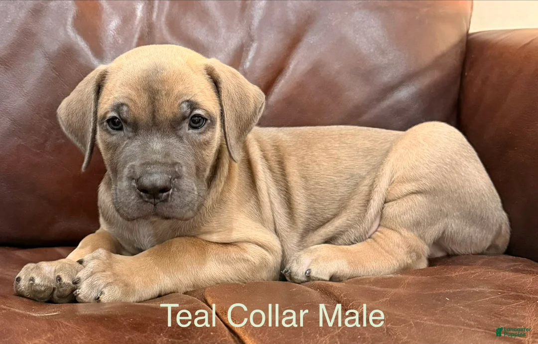 Cane Corso dogs for sale: Cane Corso Puppy  M Teal Collar  - Ad 1