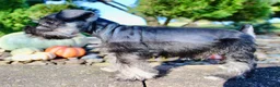 Miniature Schnauzer dogs for sale: Eddie Male AKC Mini Schnauzer - Ad 11