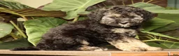 Mini Bernedoodle dogs for sale: Sadie - Ad 3