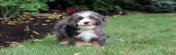 Mini Bernedoodle dogs for sale: Whyatt - Ad 12