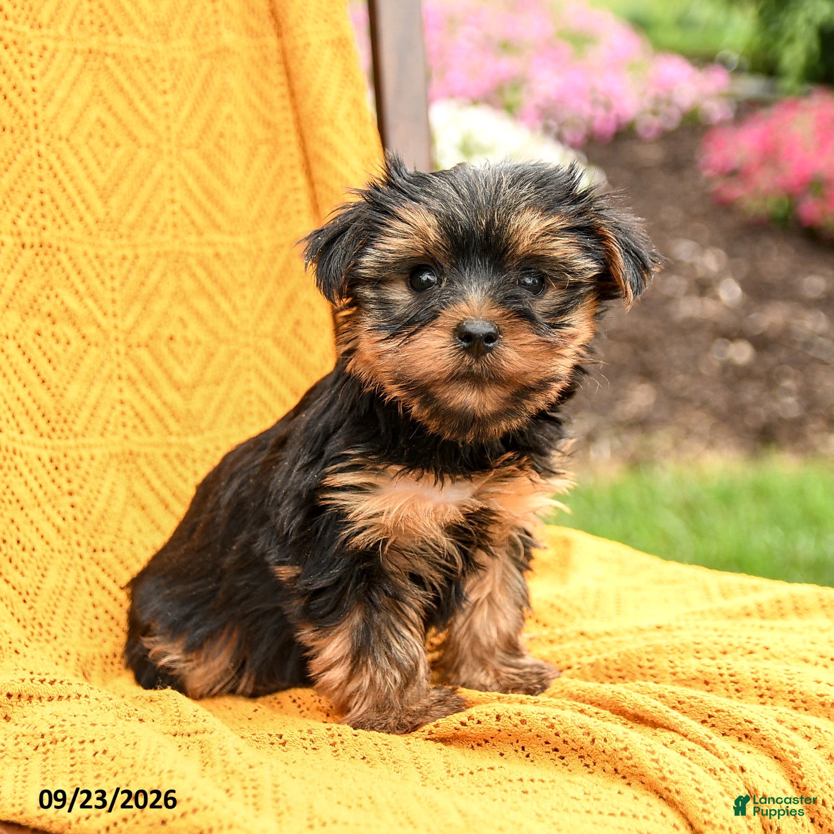 Yorkshire Terrier dogs Bonnie - Ad 2