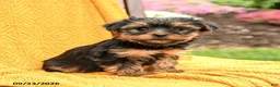Yorkshire Terrier dogs for sale: Bonnie - Ad 2