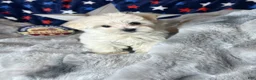 Maltese dogs for sale: Teddy - Ad 3