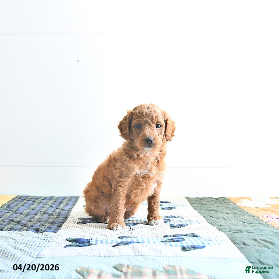 Mini Goldendoodle dogs Erin - Ad 2